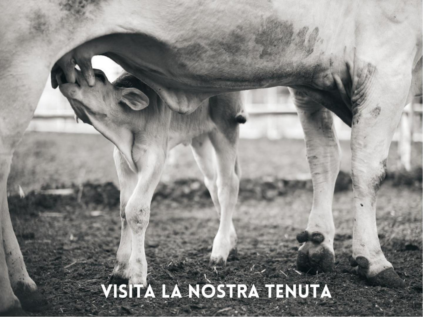 Villa La Salina Bibbona Exteriér fotografie